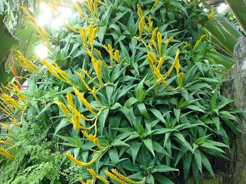 341 Longwood Gardens [2008 August 23].JPG - Longwood Gardens in Pennsylvania